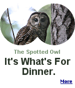  Only the bald eagle gets more press, but the spotted owl was emblematic of a larger, very complex debate over the management of what is commonly called old-growth timber. 